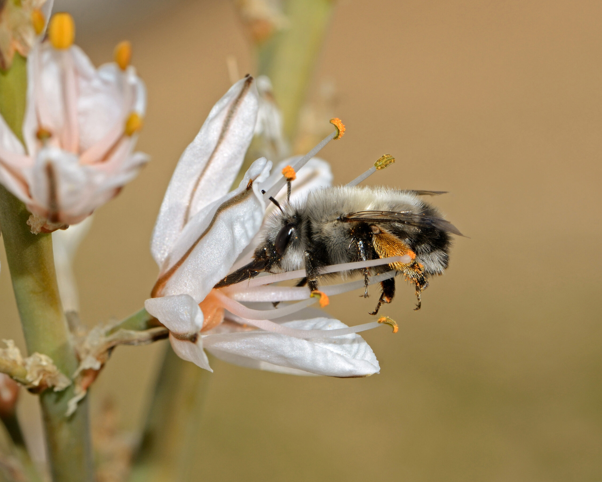 Anthophora on Asphodelus edit