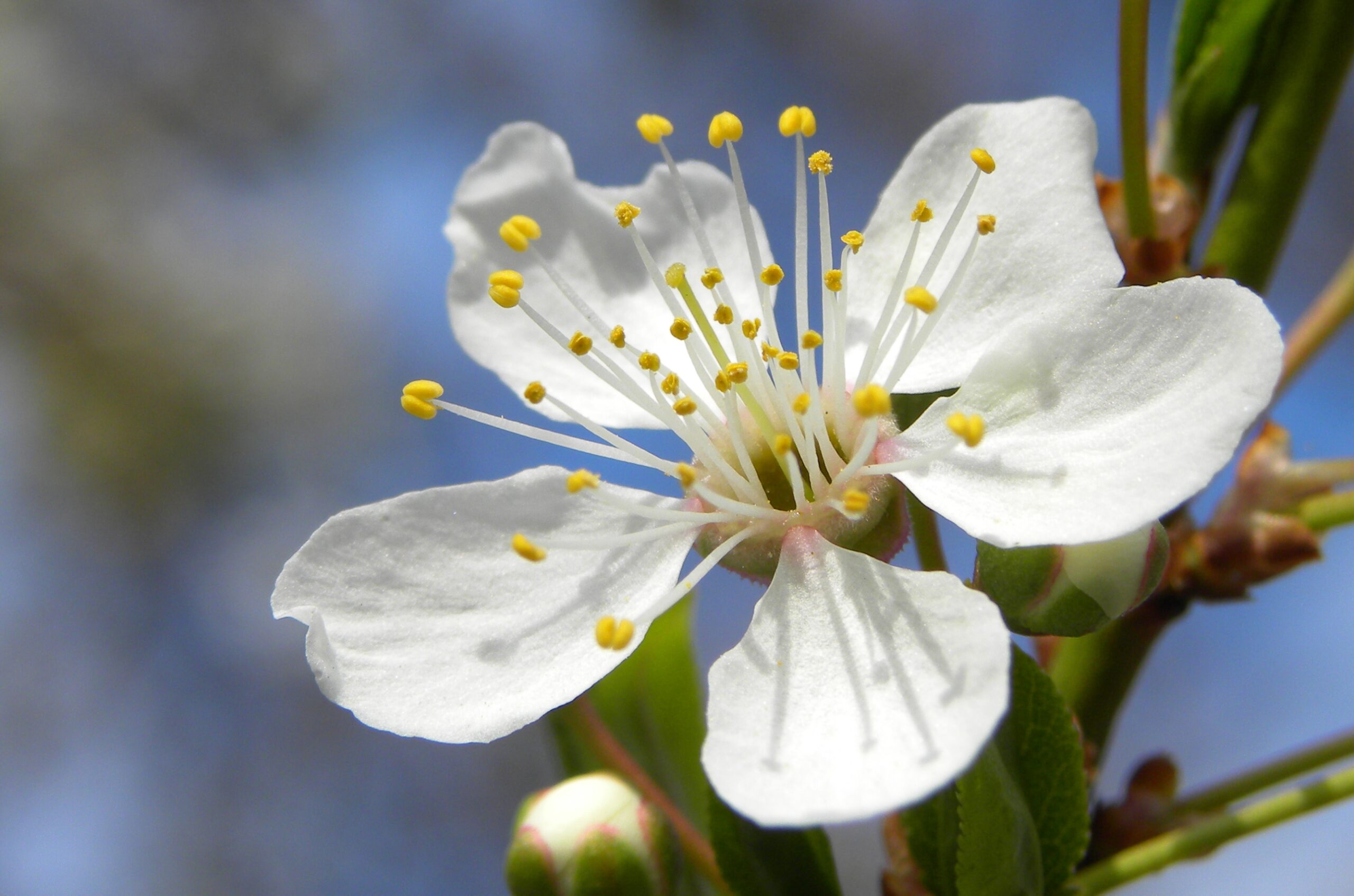 Blossom of Mirabelle plum