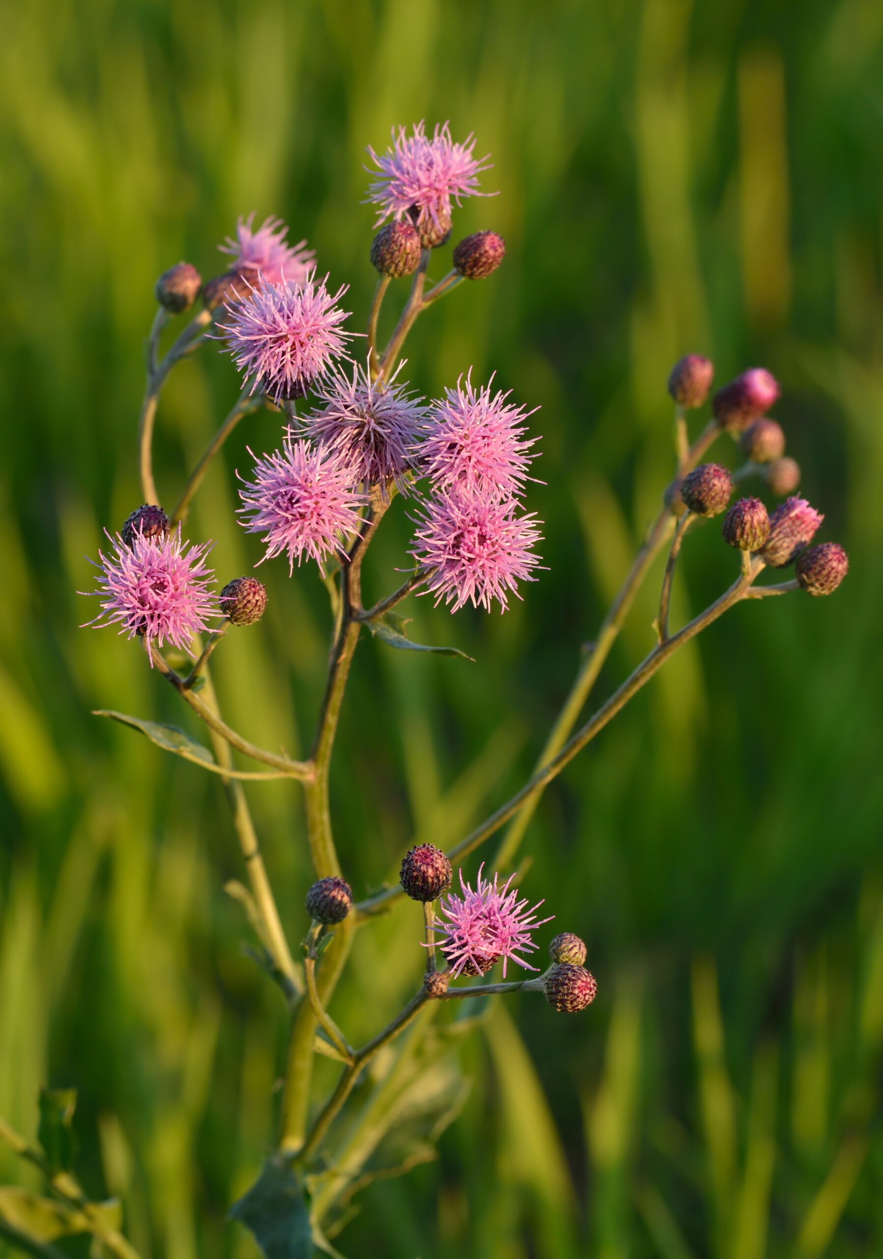 Cirsium arvense - põldohakas