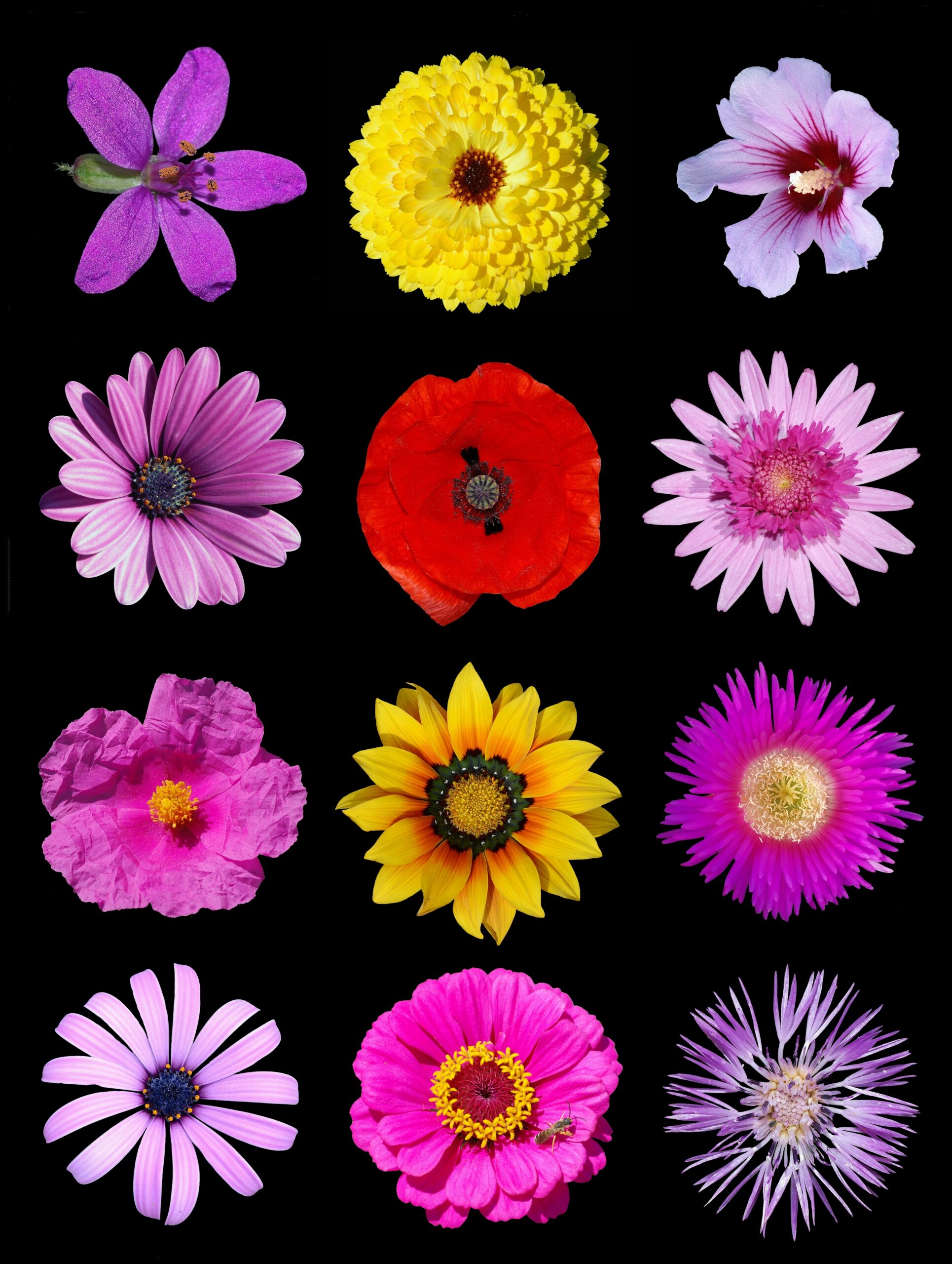 Colored flowers e