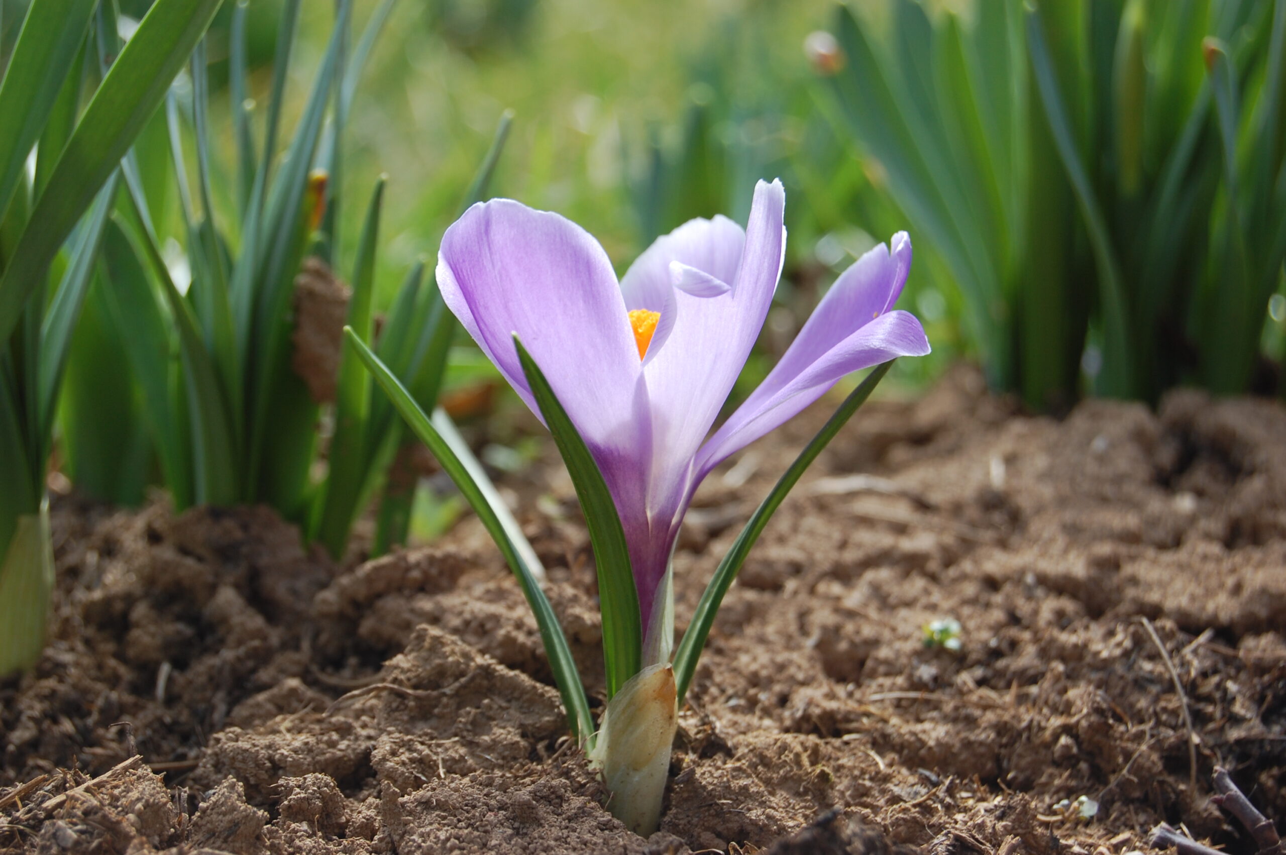Crocus vernus
