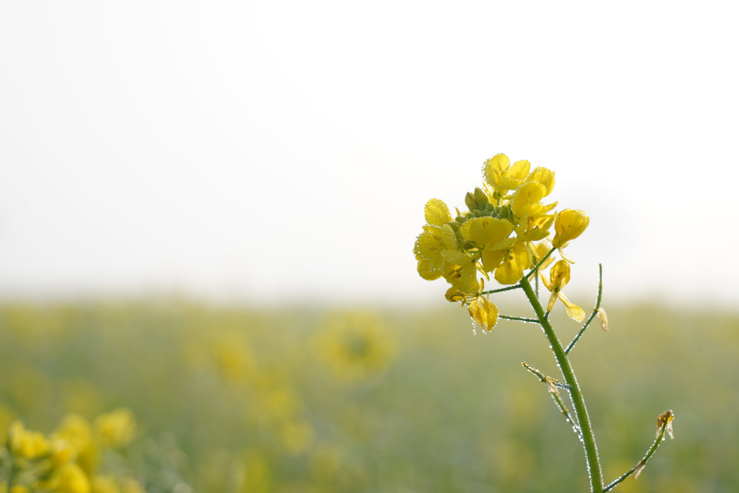 Dew kissed mustard flower 03