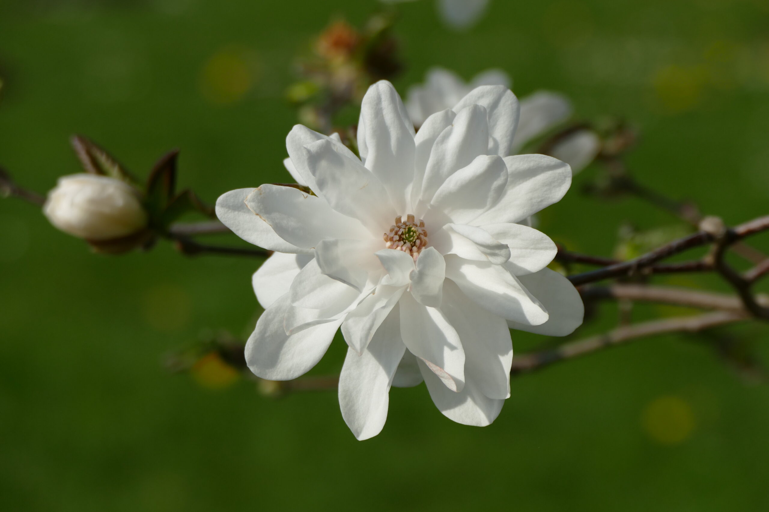 Magnolie 'Mag's Pirouette' im botanischen Garten München-Nymphenburg 02