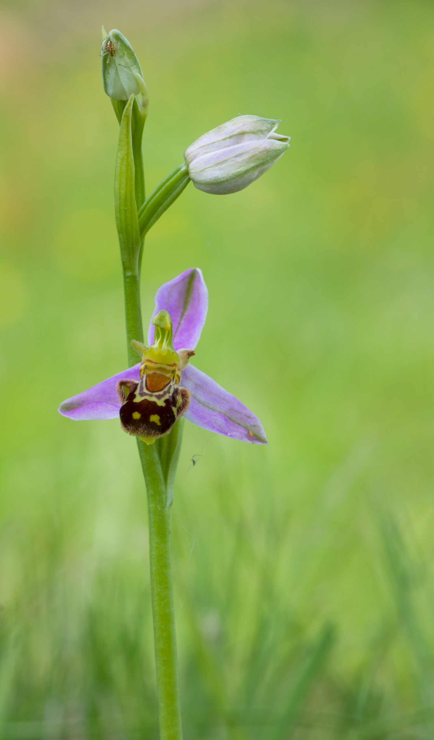 Ophrys apifera Bienen-Ragwurz 2014