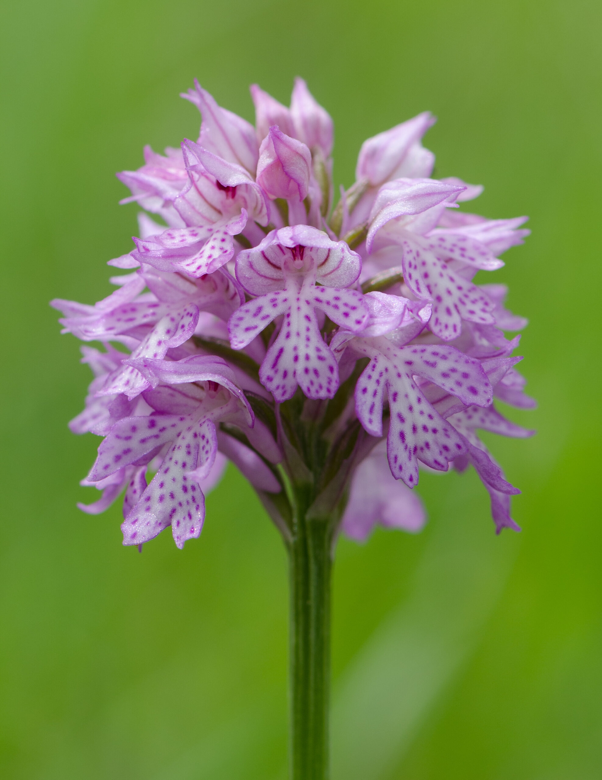 Orchis tridentata-Blueten-2