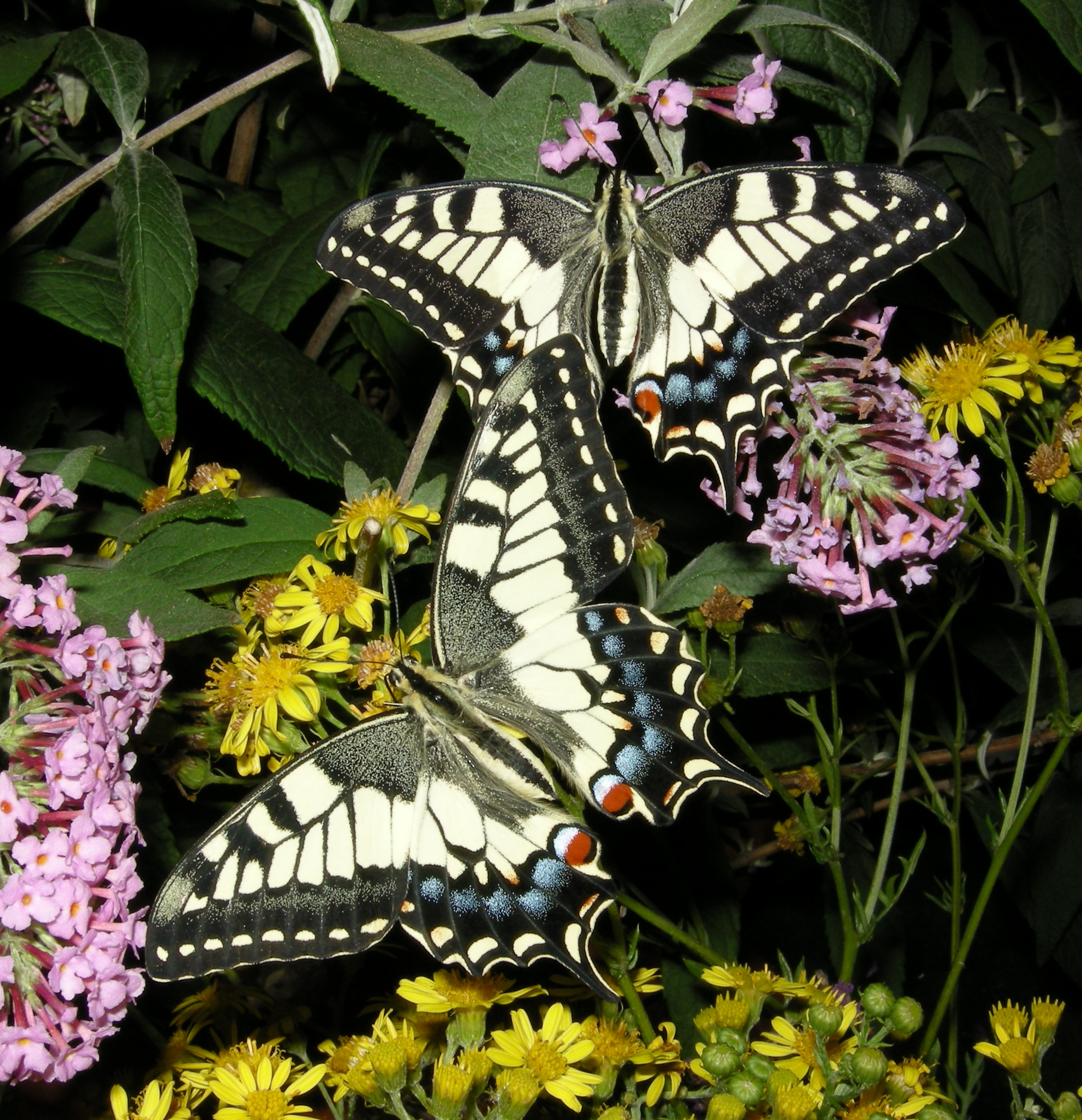 Papilio machaon - ComputerHotline (by)