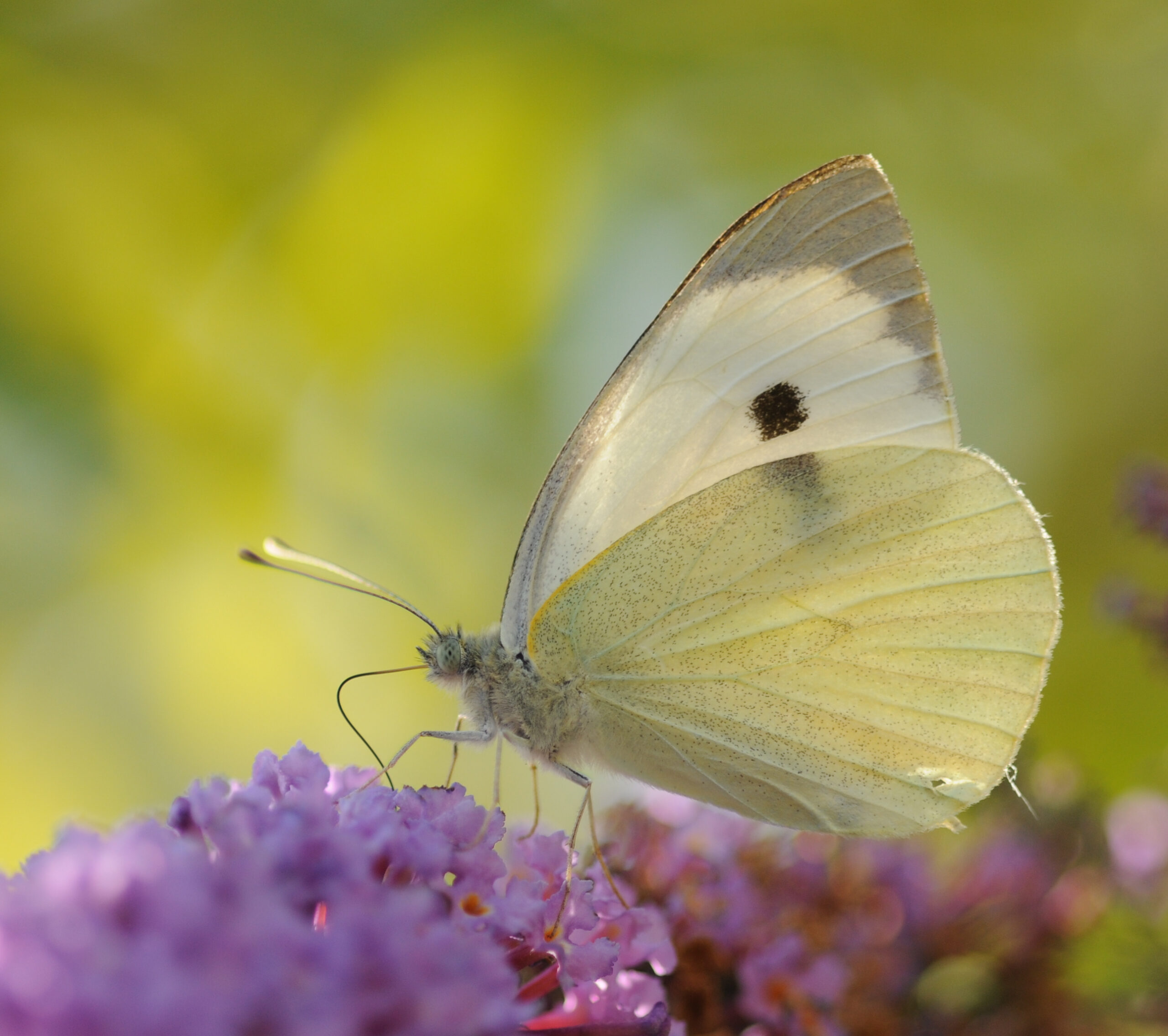 Pieris brassicae (6)