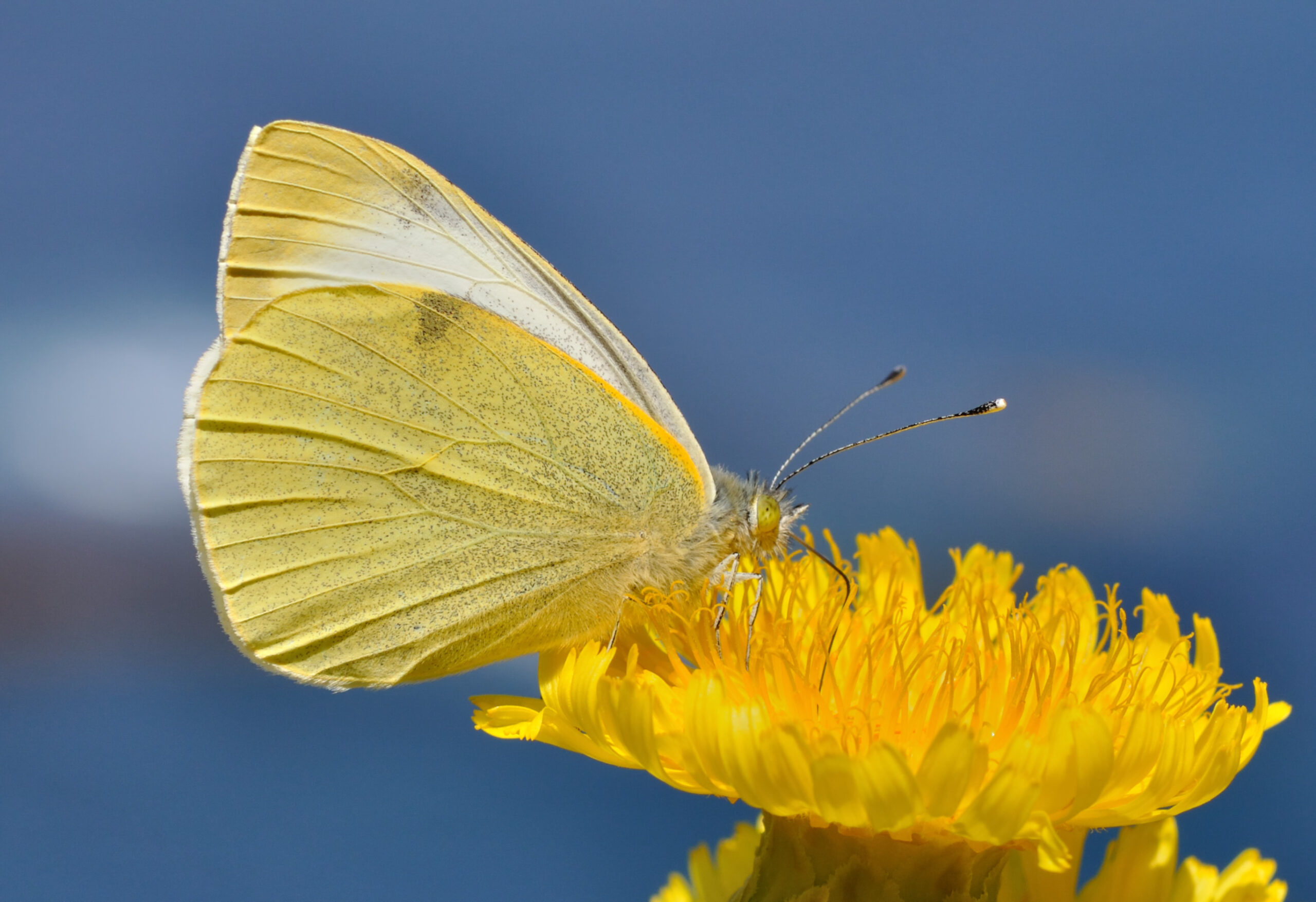 Pieris cheiranthi qtl1