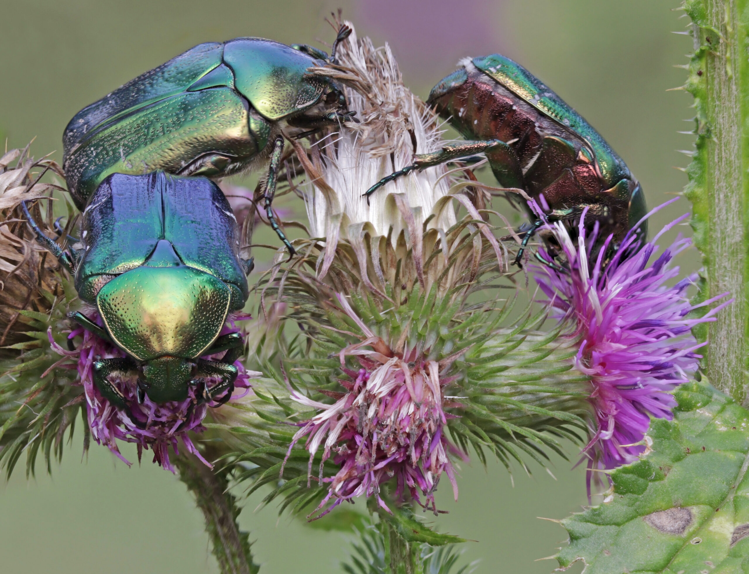 Rose chafers (Cetonia aurata) on thistle (Carduus sp.)