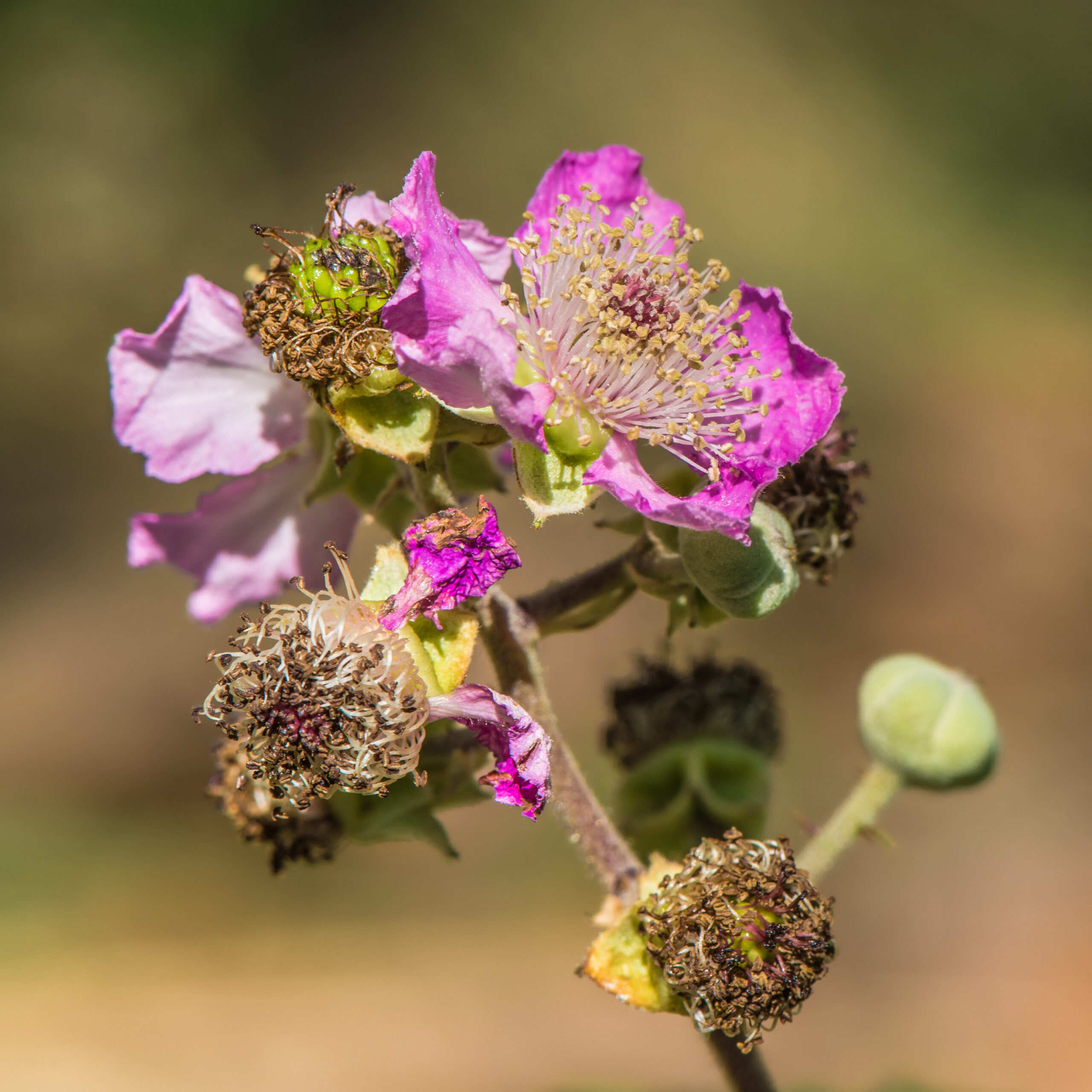 Rubus ulmifolius, flowers and buds, Vias, Hérault 01