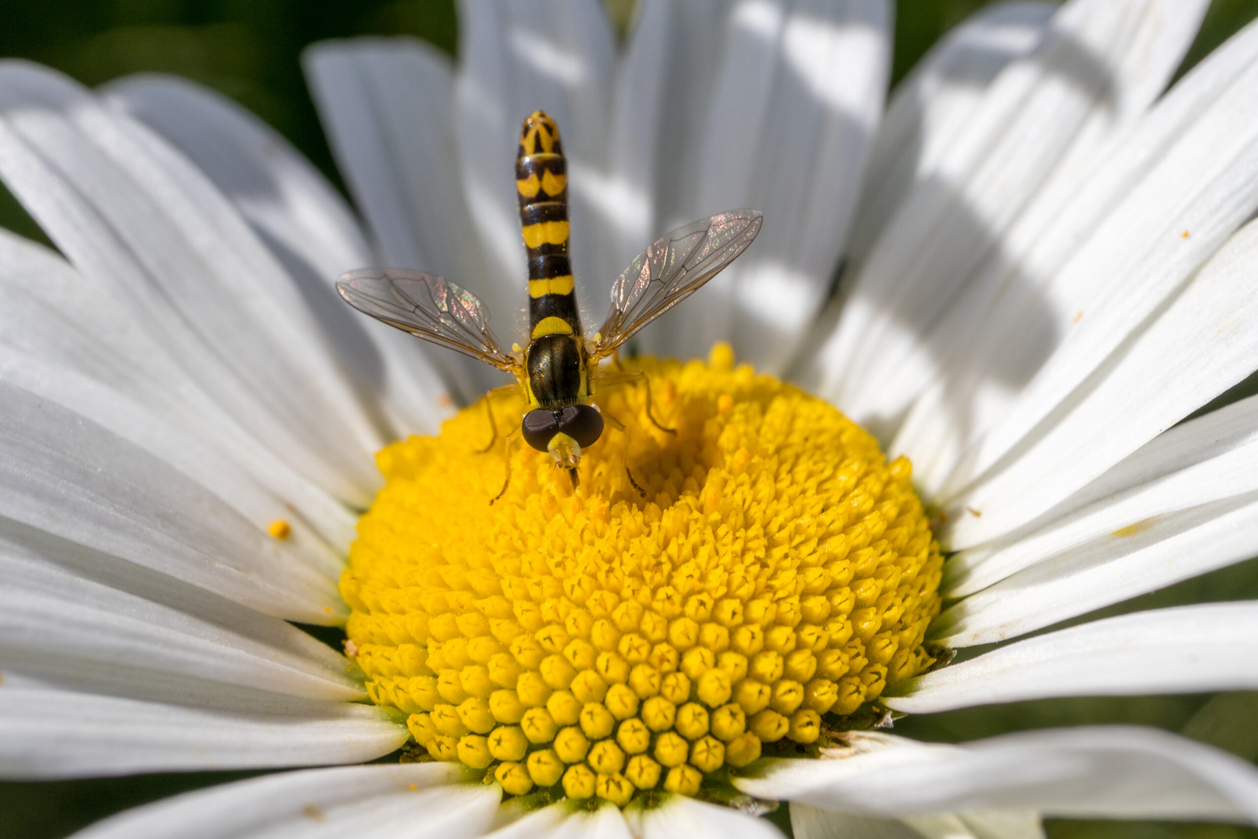 Sphaérophore notée (Sphaerophoria scripta)
