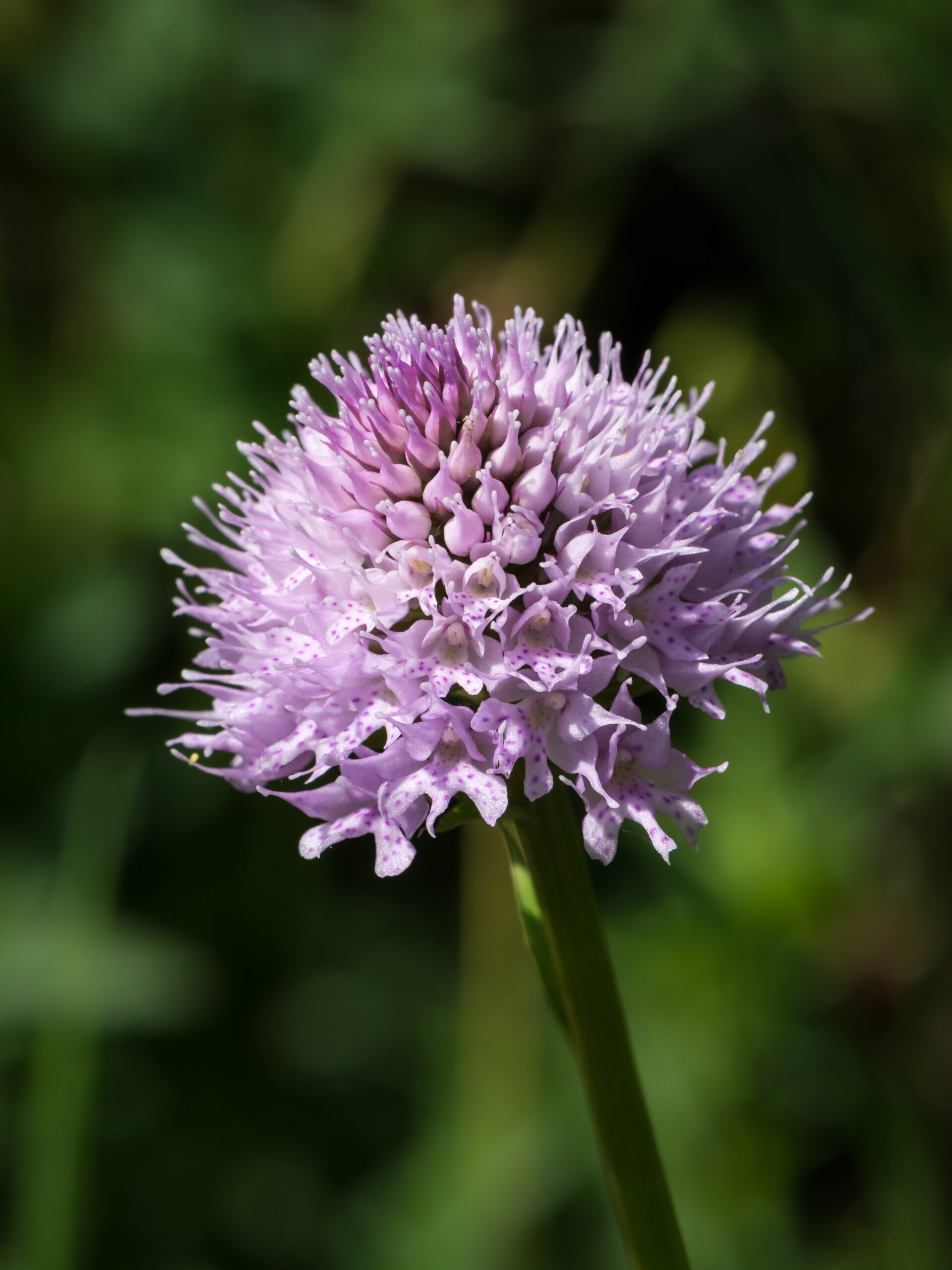 Traunsteinera globosa Mitterbach 01