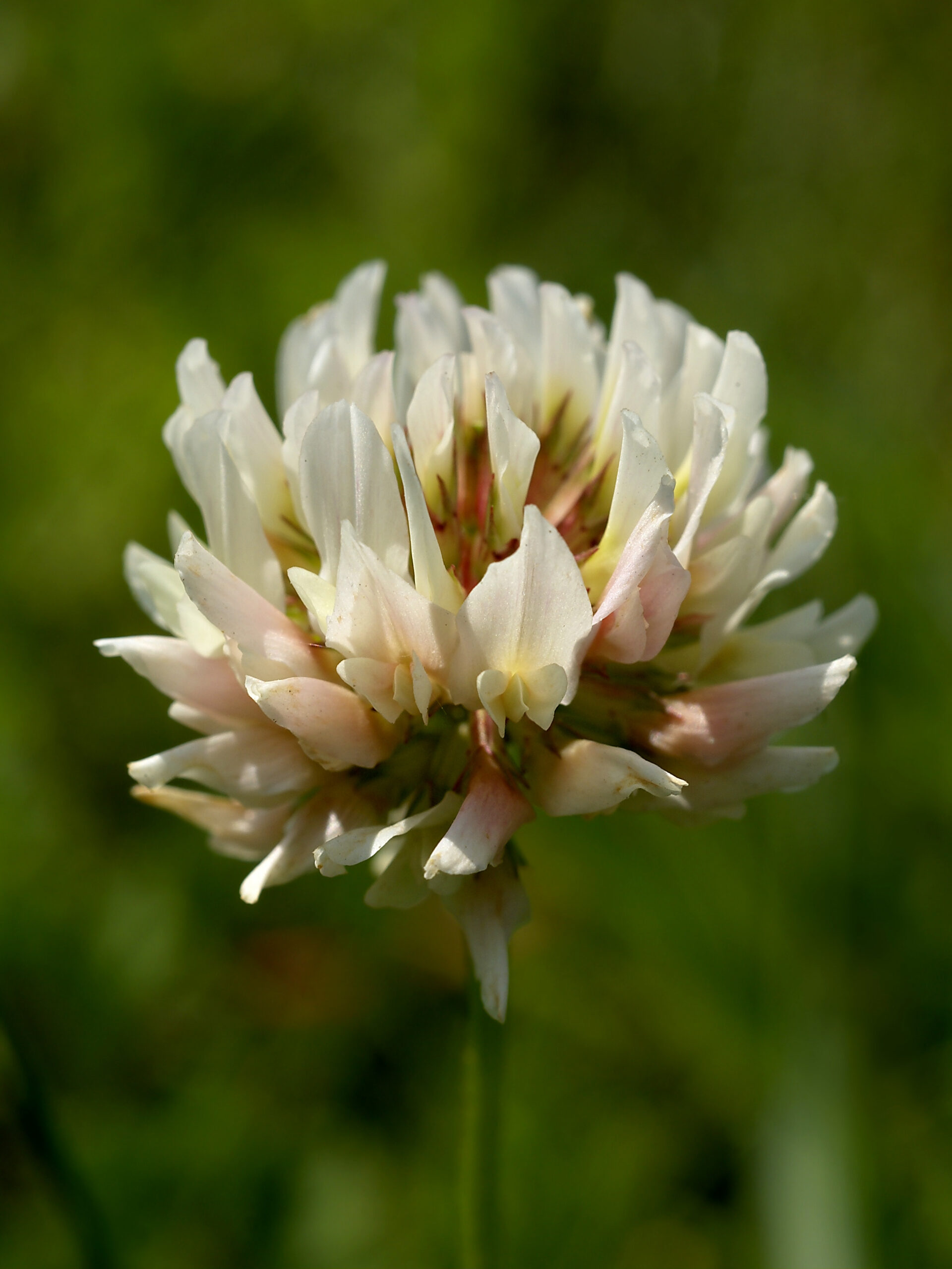 Trifolium repens (inflorescense) Edit
